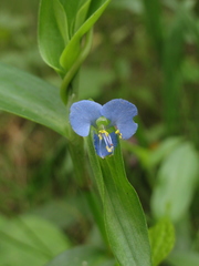 Commelina