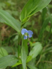 Commelina