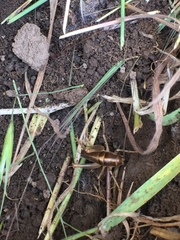 Ceuthophilus hesperus