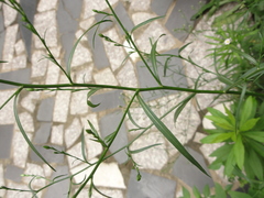 Symphyotrichum subulatum