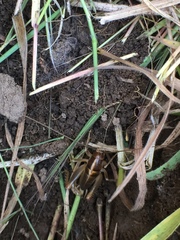 Ceuthophilus hesperus