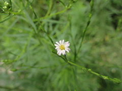 Symphyotrichum subulatum