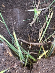 Ceuthophilus hesperus