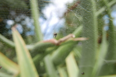 Argyrodes argyrodes