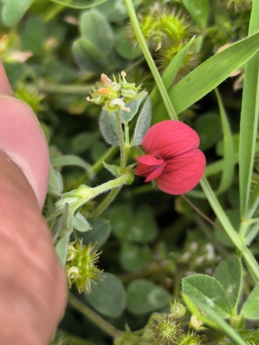 Lathyrus setifolius, photograph 6