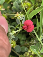 Lathyrus setifolius, photograph (c) Umut Nuri Erdoğan, some rights reserved (CC BY)