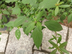 Acalypha australis