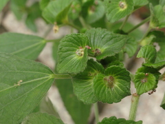 Acalypha australis