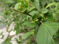 Acalypha australis
