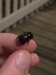 Euetheola