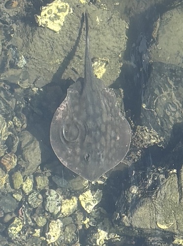 Urobatis halleri