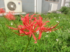 Lycoris radiata