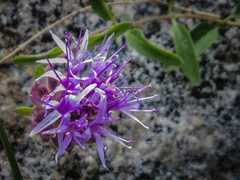 Monardella odoratissima glauca