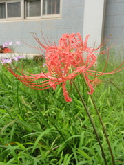 Lycoris radiata
