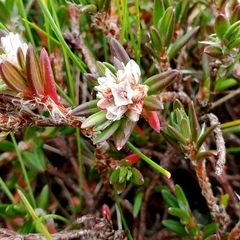 Polygonum paronychia