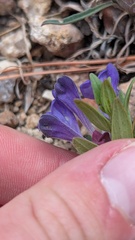 author not stated, no rights reserved Scutellaria brittonii, photograph author not stated, no rights reserved