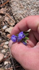 Scutellaria brittonii, photograph author not stated, no rights reserved