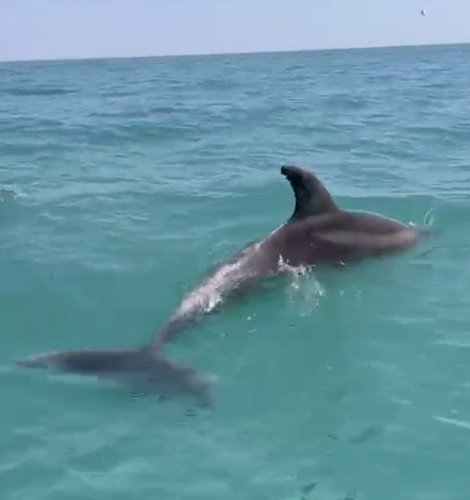 Tursiops truncatus