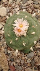 Lophophora diffusa