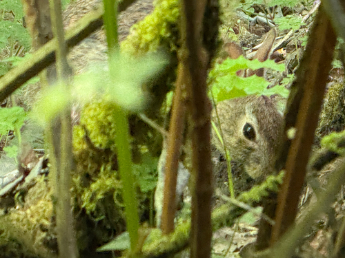 Brush Rabbit observed by cherrytreedental
