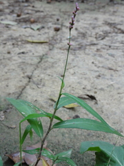Persicaria hydropiper