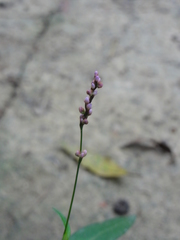 Persicaria hydropiper