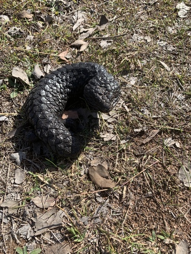 Shingleback