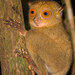 Tarsius bancanus - Photo (c) Erwin Bolwidt, alguns direitos reservados (CC BY-NC-SA)