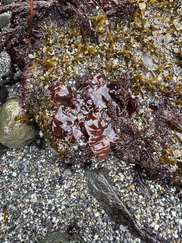 Mazzaella rosea observed 2026-02-28