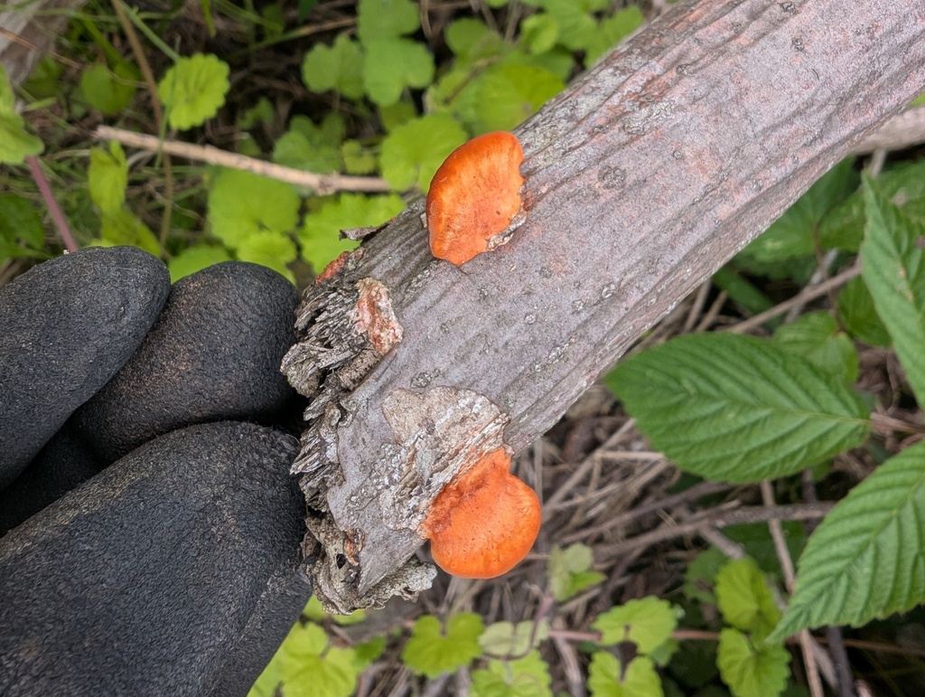 Trametes coccinea · May 2026 · photo: © atsushi_nakajima_cirque (iNaturalist, cc-by)