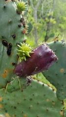 Opuntia
