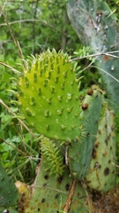 Opuntia