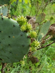 Opuntia