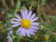 Aster indicus