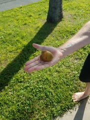Cocoseae