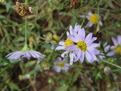 Aster indicus