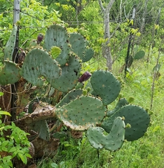 Opuntia