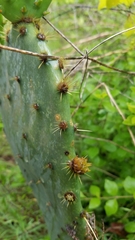 Opuntia