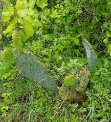 Opuntia