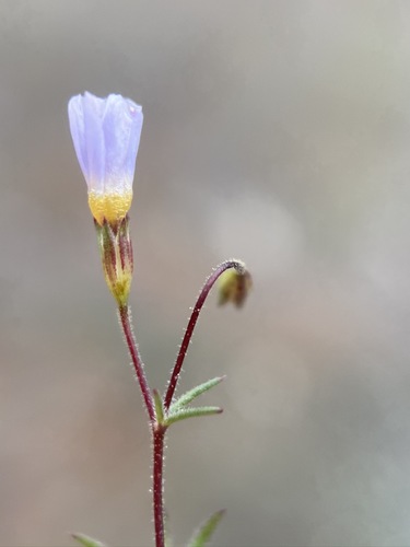 Image of Bolander's Linanthus (Leptosiphon bolanderi) by (c) Matt Berger, some rights reserved (CC BY)