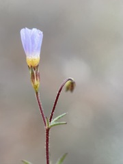 Leptosiphon bolanderi