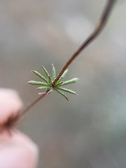 Leptosiphon bolanderi