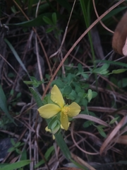 Hypericum suffruticosum