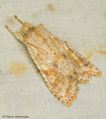 Lithophane bethunei