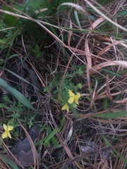 Hypericum suffruticosum