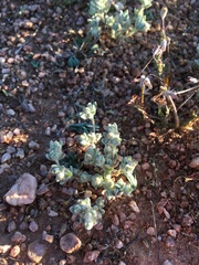 Stylocline sonorensis