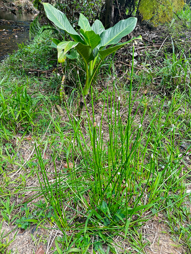 Eleocharis elegans, 2026-05-09