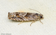 Pseudexentera vaccinii