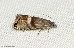 Sereda tautana