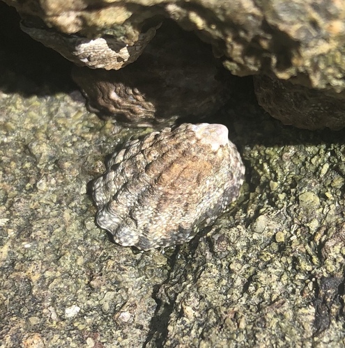 Fingered Limpet
